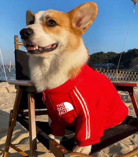 강아지 고양이 기모 맨투맨 더 도그 페이스 PET004 가을 겨울 기모 반려견 맨투맨 더 도그 페이스